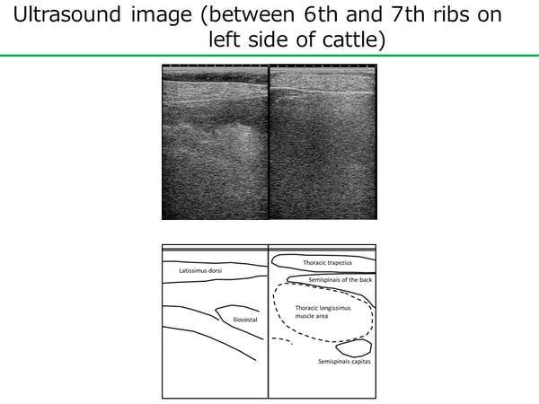 肥育牛超音波画像