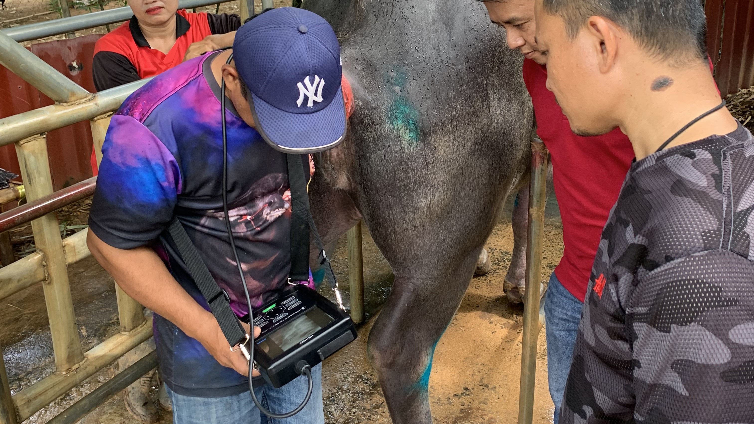 1. cattle HS-103V+HJLV-275M-1
