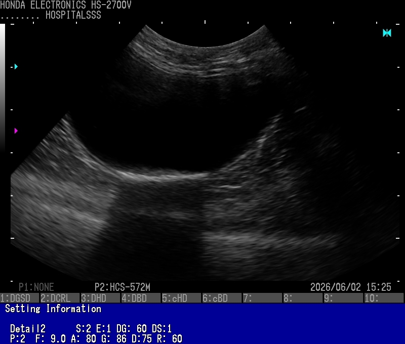10Feline bladder with sediment(Cat)